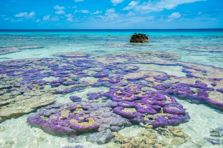 100% Diver Paradise - Tikehau