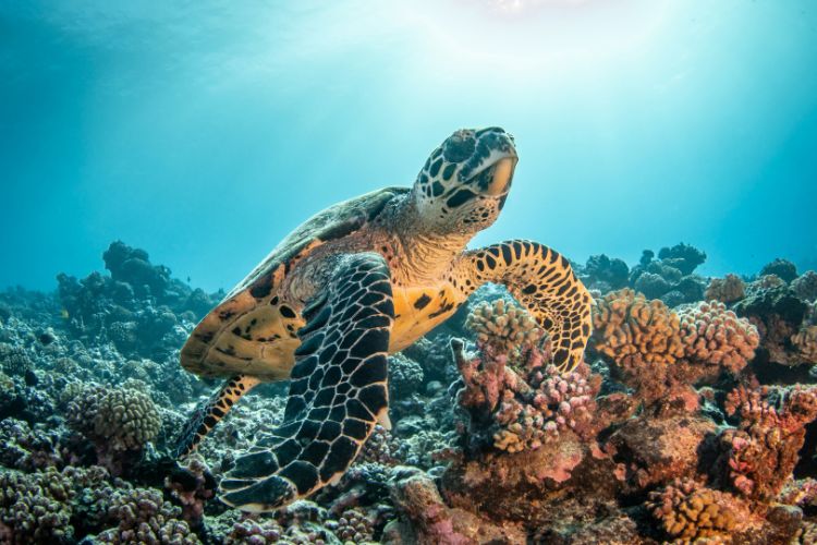Essential Package – Ori Tahiti Nui Competitions 2026 - Vie Marine à Tahiti