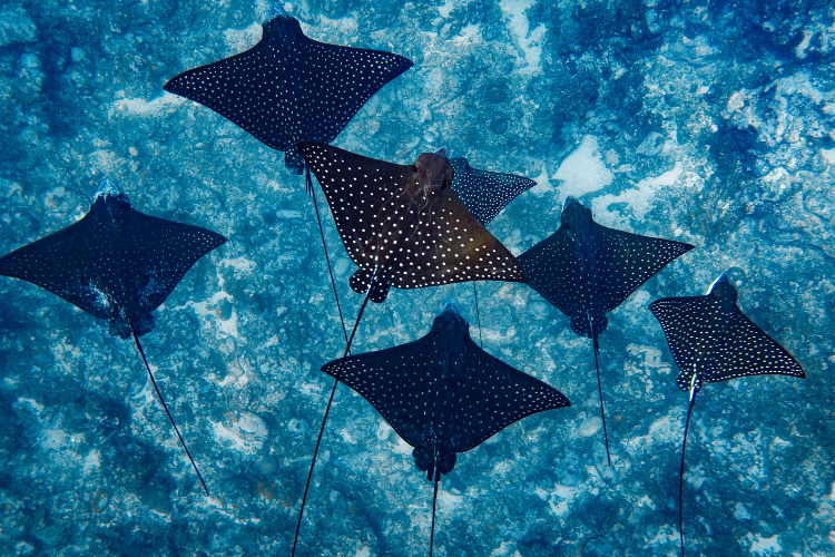Entre Terre et Mer - © Mégane SALMON