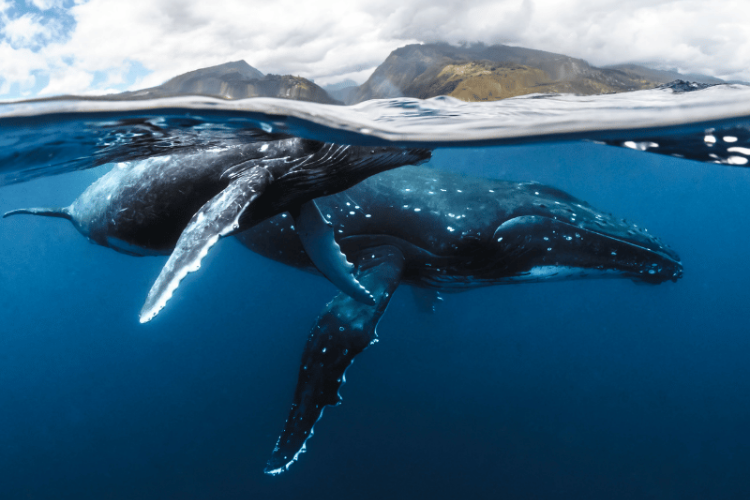 Observation des baleines et paradis polynésien - Baleines